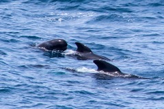 Globicephala melas