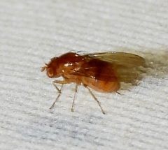 Lauxaniidae