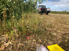 Potentilla litoralis