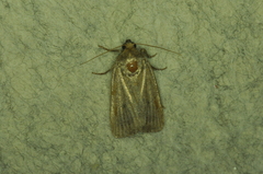 Amphipyra tragopoginis