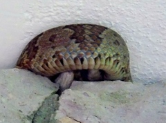 Trimorphodon paucimaculatus