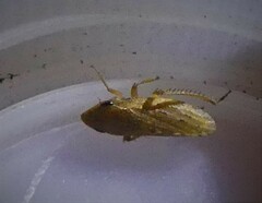 Aphrodes