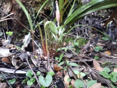 Pterostylis alobula