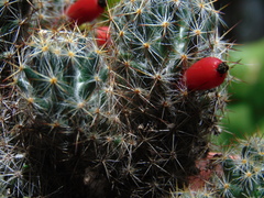 Mammillaria prolifera
