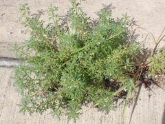 Leucospora multifida