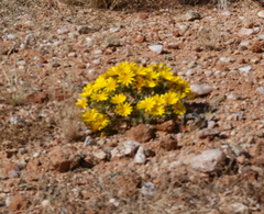 Gazania lichtensteinii