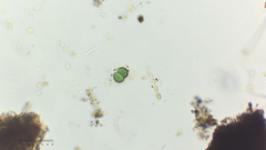 Cyanobacteria