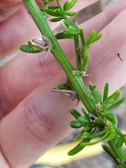 Asparagus aethiopicus
