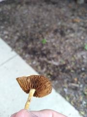 Pholiotina rugosa