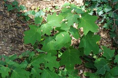 Hydrangea quercifolia