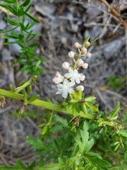 Asparagus aethiopicus