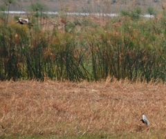 Vanellus crassirostris