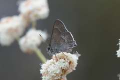 Satyrium tetra