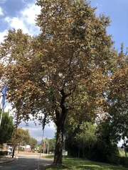 Platanus racemosa