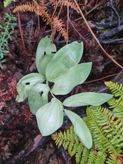 Polygonatum odoratum