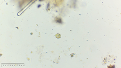Phacus monilatus
