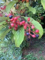 Viburnum