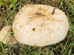 Agaricus arvensis
