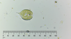 Phacus monilatus