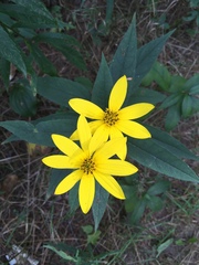 Helianthus
