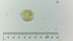Phacus monilatus