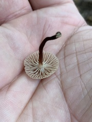 Mycetinis scorodonius