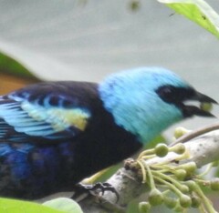 Stilpnia cyanicollis