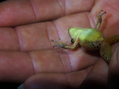 Pristimantis w-nigrum