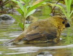 Sporophila corvina