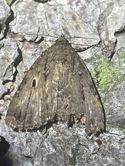 Amphipyra pyramidea