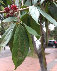 Calliandra trinervia
