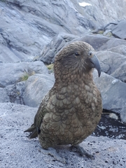 Nestor notabilis