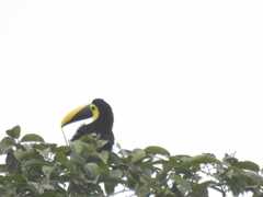 Ramphastos ambiguus
