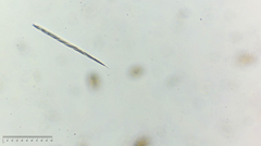 Lepocinclis cyclidiopsis