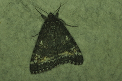 Catocala briseis