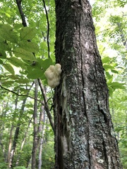Hericium