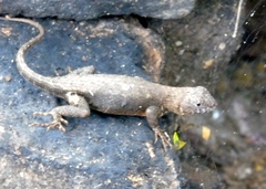 Sceloporus nelsoni