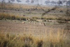 Syncerus caffer caffer