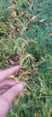 Persicaria hydropiper