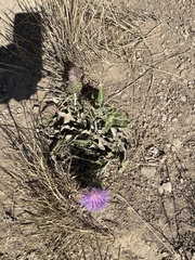Cirsium flodmanii