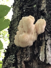 Hericium