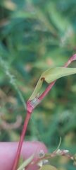 Persicaria hydropiper