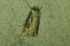 Agrotis venerabilis