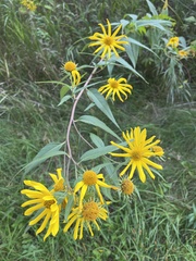 Helianthus maximiliani