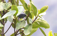 Diglossa caerulescens