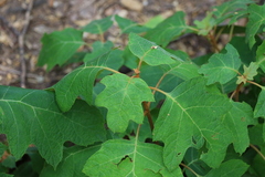 Hydrangea quercifolia