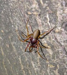 Dysdera crocata