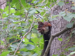 Sciurus vulgaris