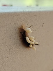 Microgastrinae