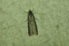 Pyla fusca